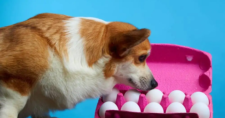 Köpeklerde Yumurta ve Balık Yağı Takviyelerinin Faydaları