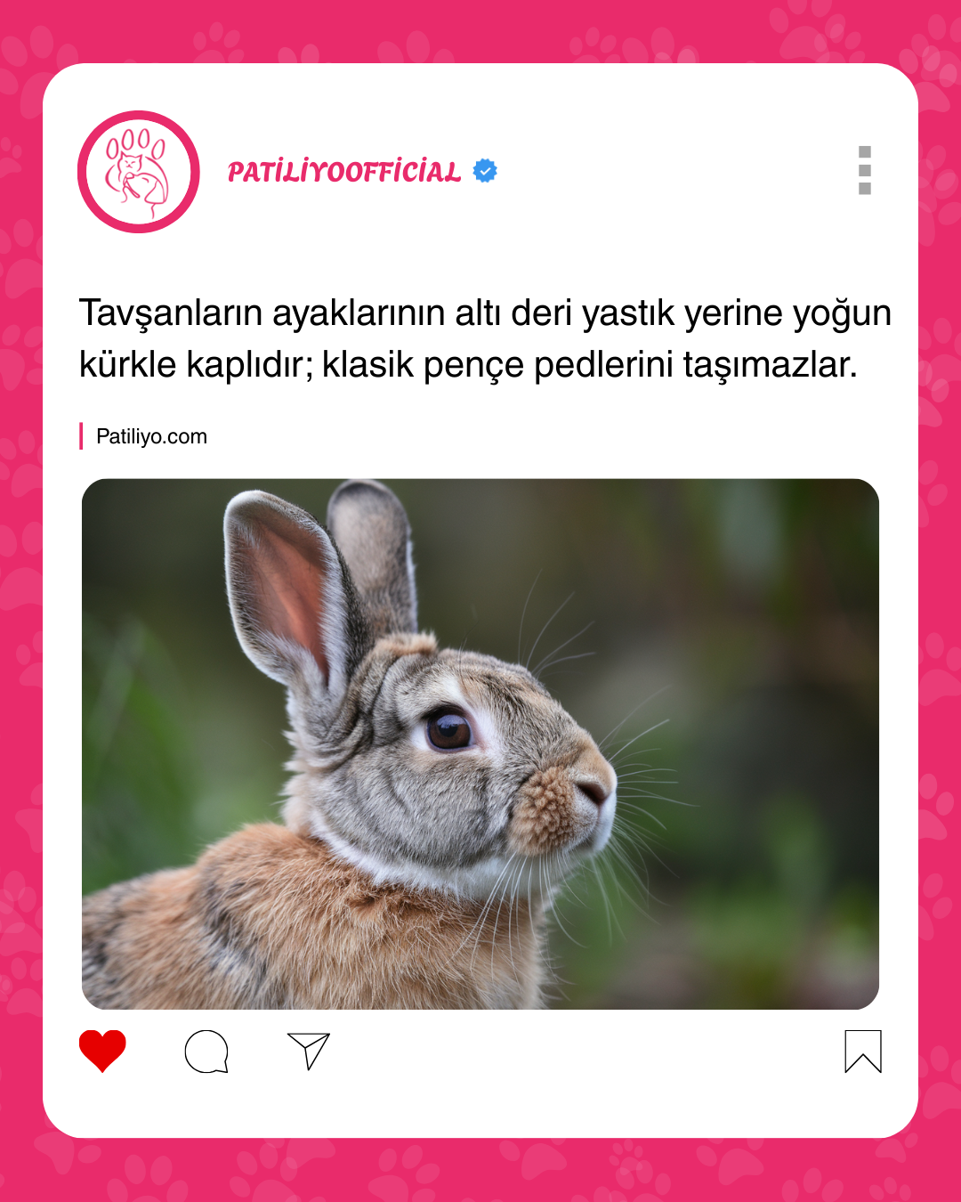 patiliyo.com