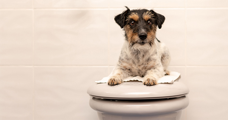 Köpeklerde Tuvalet Sorunlarının Arkasındaki Nedenleri Anlama