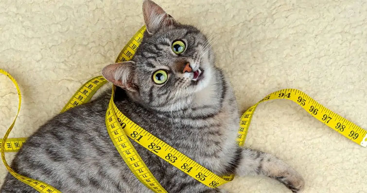 Kedilerin Diyet Sırları: Formda Kalmanın Yolları