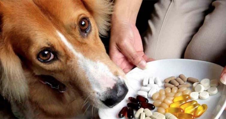 Köpeklerde Beslenme ve Vitamin Takviyeleri