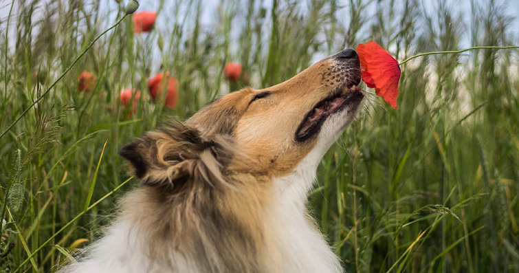 Köpeklerde Aromaterapi Hangi Kokuları Daha Çok Severler?