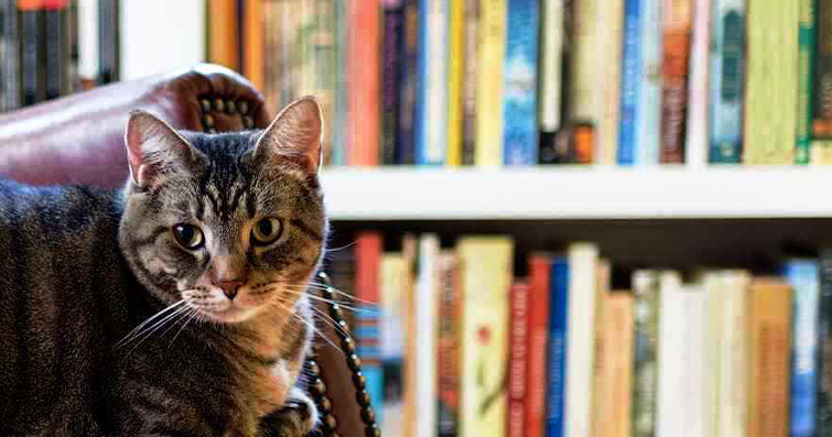 Kediler ve Kitaplar: Kedi Sahiplerine Önerilen Kitaplar