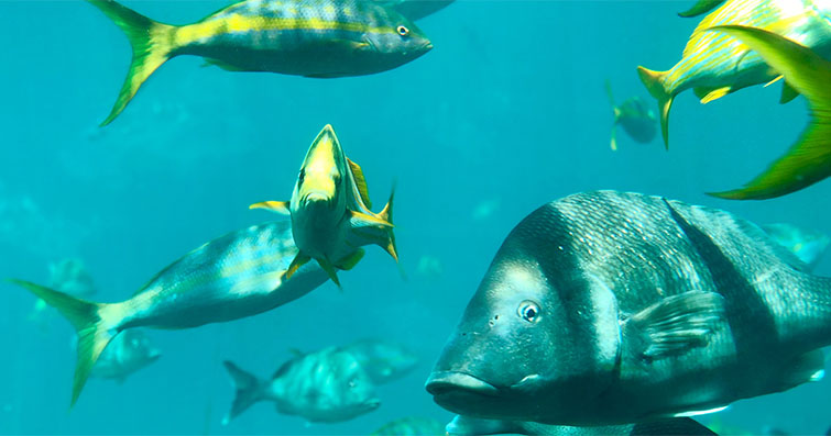 Balık Bilimi Kariyer Fırsatları ve Eğitim Yolları