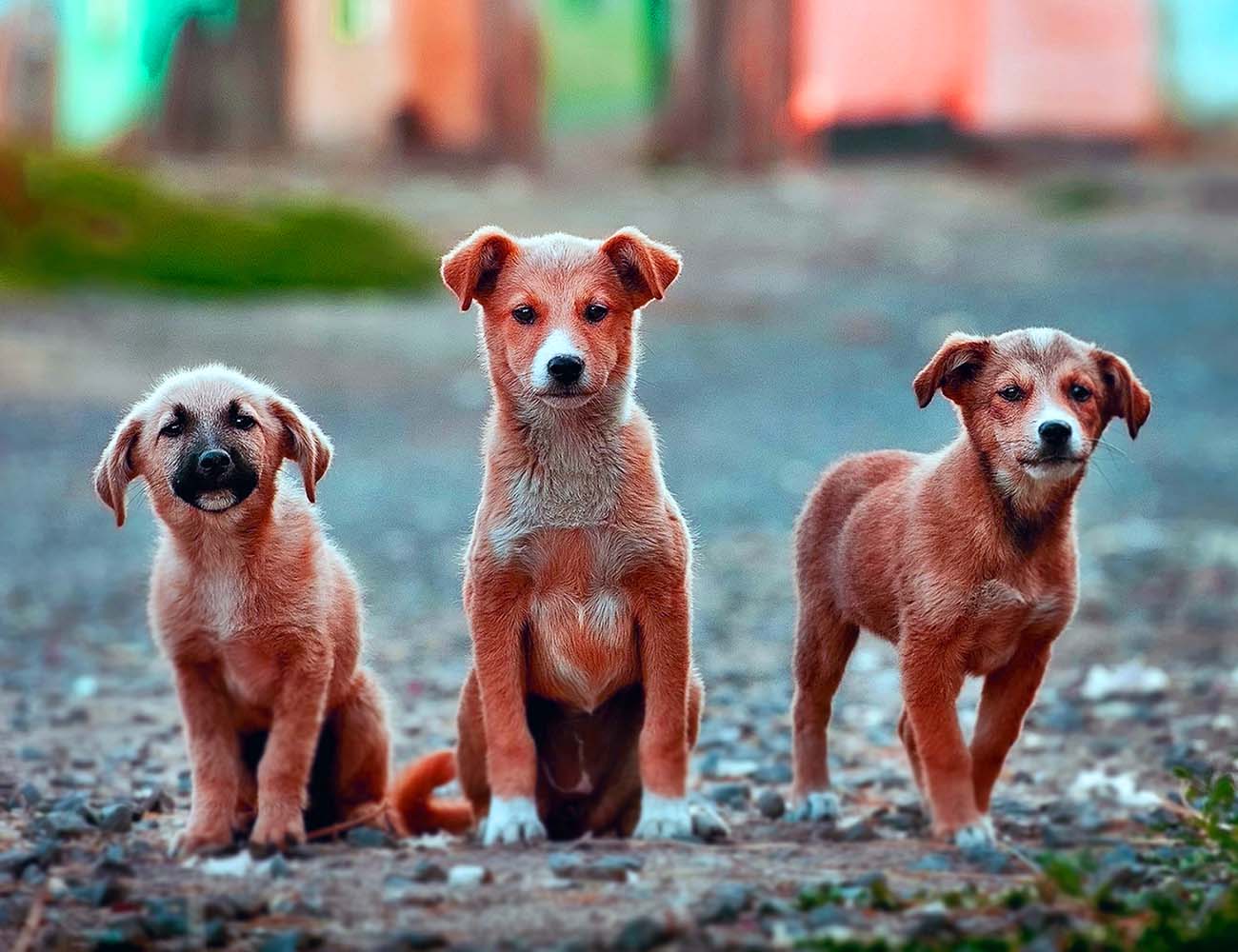 Köpeklerin Sosyal Yaşamı: Köpeklerin Diğer Köpekler ve İnsanlarla İlişkiler