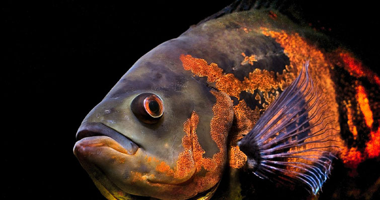 Balık Temalı Deyimler ve Tabirler: İfadelerin Sualtındaki Hikayeleri