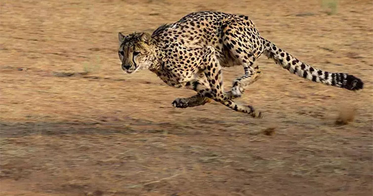 Afrika'nın Hızlı Ayakları: Cheetah'lar ve Antiloplar
