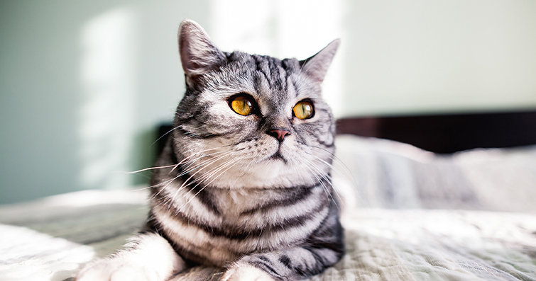 Kedilerde Psikedelik Deneyimler: Kedinizle Birlikte Renkli ve Farklı Boyutlu Yolculuklar