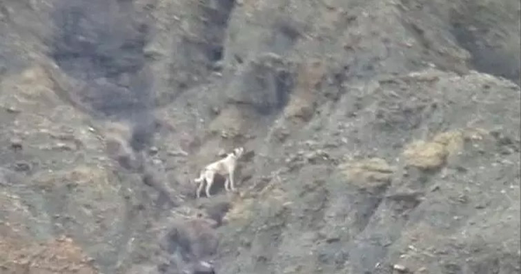 Haluk Levent Yardım Elini Uzattı: Çankırı’da Kanyona Düşen Köpek 5 Gündür Kurtarılmaya Bekliyor
