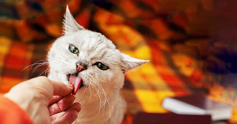Kedilerde Koku ve Tat Algısı: Neden Kediler Her Şeyi Yalar?