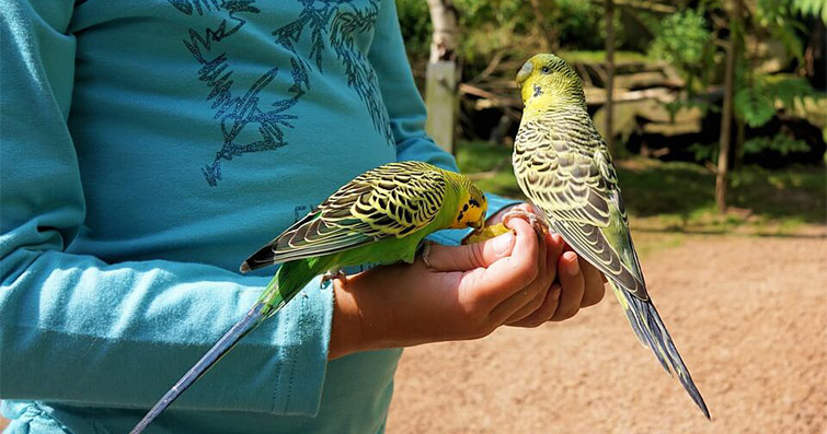 Kuşlar ve Aile Dinamikleri: Yavru Yetiştirme ve Ebeveynlik