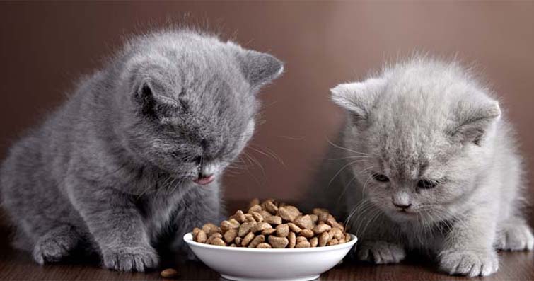 Kedilerde Beslenme ve Su İhtiyaçları