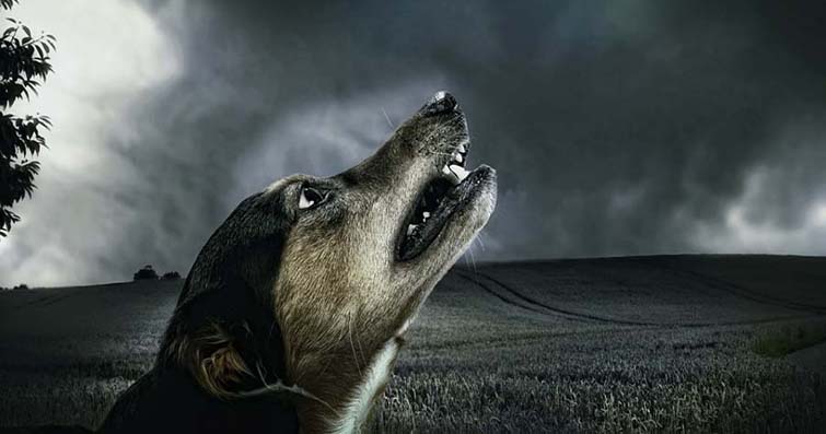 Gece Nöbetçileri: Köpeklerin Doğal Güvenlik İçgüdüleri