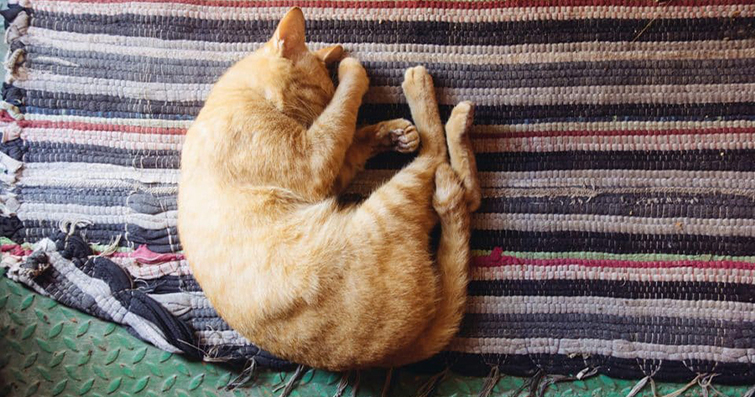 Kedi Uyku Pozisyonları ve Anlamları