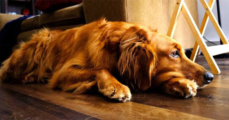Köpeklerde Korku ve Stresle Başa Çıkma: Anlamak, Önlemek ve Tedavi Etme Yolları
