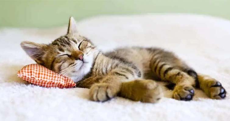 Kedilerde Gece Uykusu ve İyi Bir Uyku İçin İpuçları