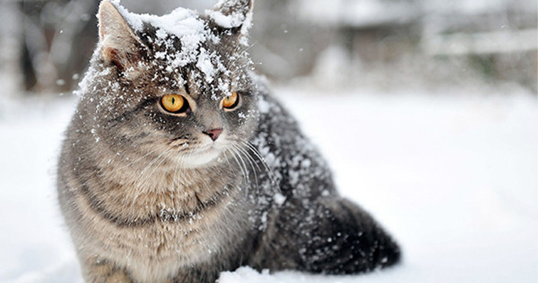 Kedilerin Kış Mevsimine Adaptasyonu ve Bakımı: Soğuk Günlerde Konforlu ve Sağlıklı Bir Yaşam