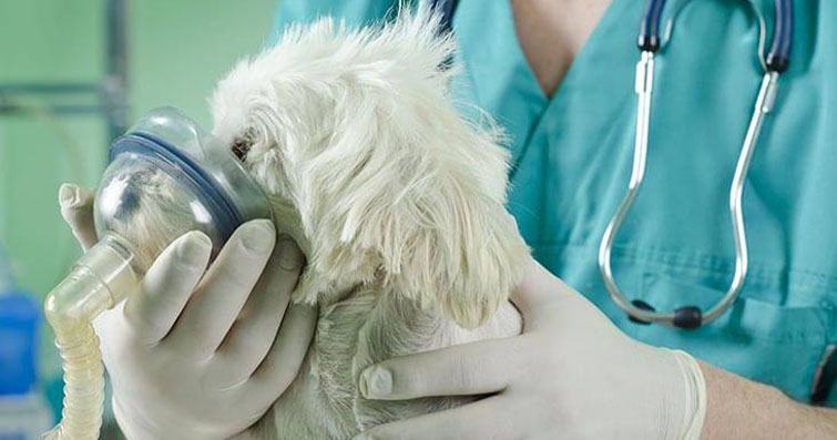 Köpeklerde Solunum Problemleri: Nefes Darlığı ve İlaçsız Tedavi Seçenekleri