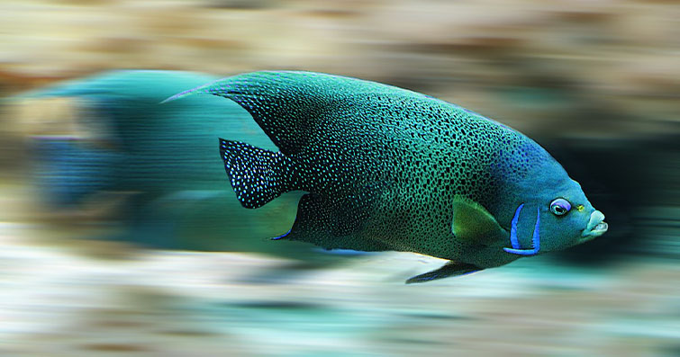 Tuzlu ve Tatlı Suda Yaşayan Balıkların Farklılıkları: Ekosistemlere Uyumun Evrimsel Hikayesi