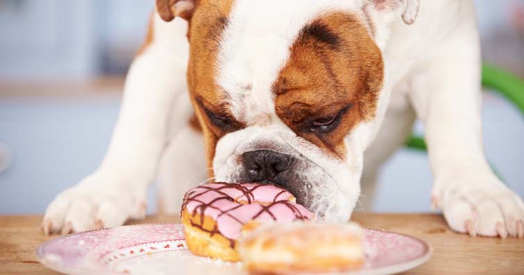 Köpekler ve İnsan Gıdaları: Zararlı ve Güvenli Yiyecekler