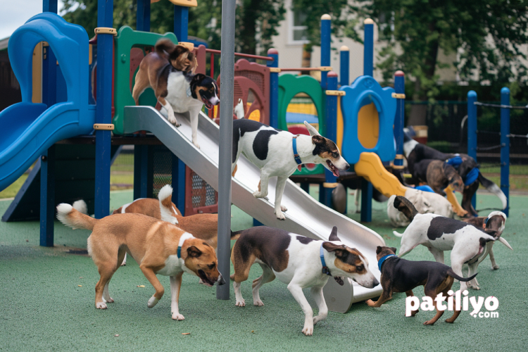 Köpeklerde Sosyalleşme: Park ve Dış Mekan Kuralları
