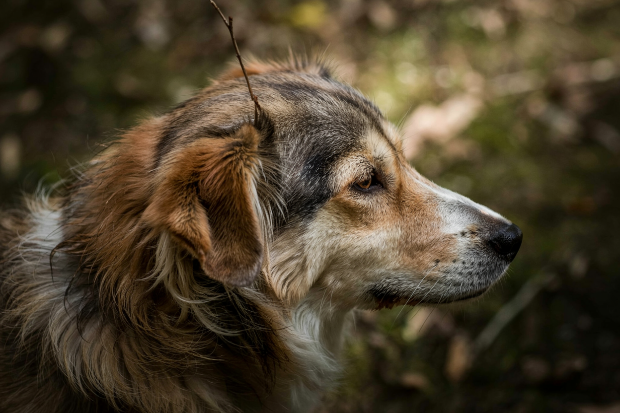 Köpeklerde Kulak ve Göz Temizliği: Adım Adım Rehber