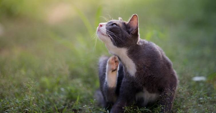Kedilerde Kaşınma ve Tırmalama Davranışları: Doğal İhtiyaçlar ve Davranışsal Anlamları