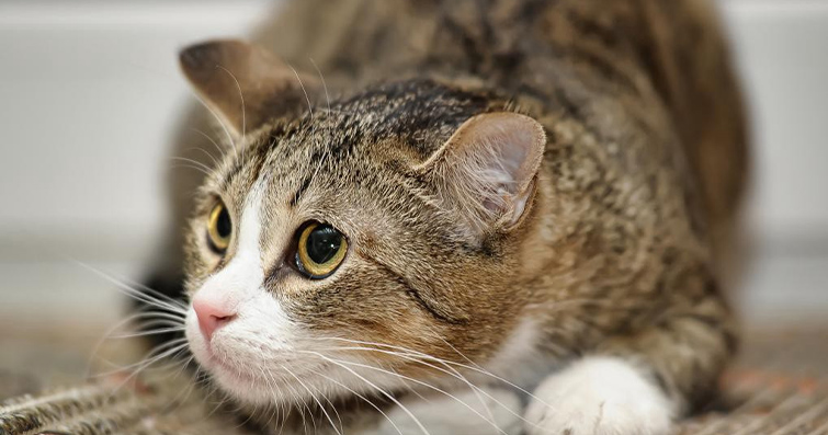 Kediler ve Kapanma: Kedinin Kapana Yakalanma Korkusu