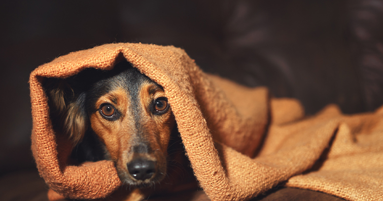 Köpeklerde Antikorlar ve Bağışıklık Sistemi: Sağlıklı Bir Hayatın Temelleri