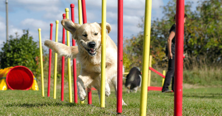 Köpeklerin e-spor takımlarında veya organizasyonlarda bulunma ve tanıtım rolleri