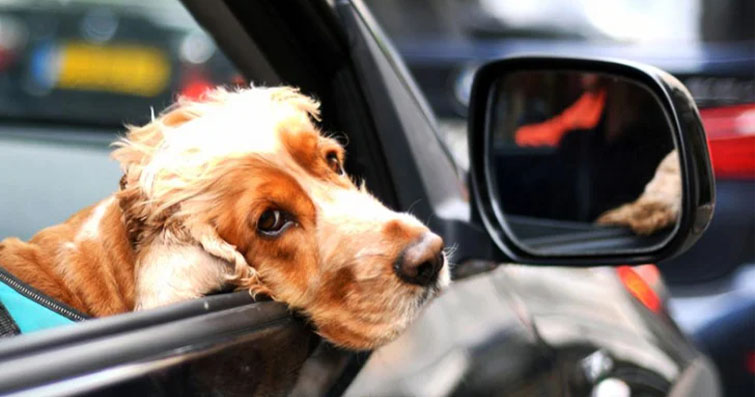 Köpekler ve Otomotiv Dünyası Köpek Sürücülerin Hikayeleri