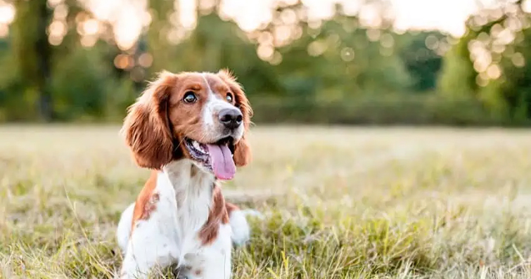 Köpeklerde Sezgisel ve Doğal Tıbbi Tedavi Yöntemleri