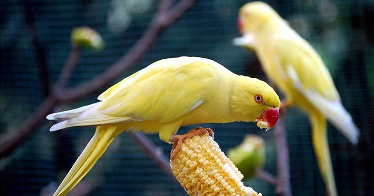 Kuşların Dişsiz Dünyası: Gagasıyla Beslenme