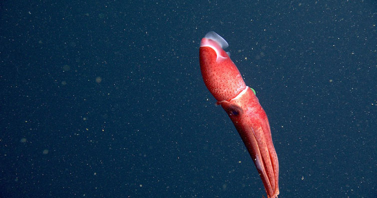 Deniz Canlılarının Kayıp Dünyası: Dalışın Derinliklerindeki Egzotik Yaratıklar