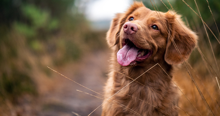 Köpekler ve Sesli Kitap Zamanı: Sizi Dinlemek İçin Köpek Dostu Hikayeler