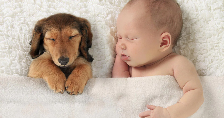 Köpeklerde Yenidoğan Bebeklerle Güvenli İlişki Kurma