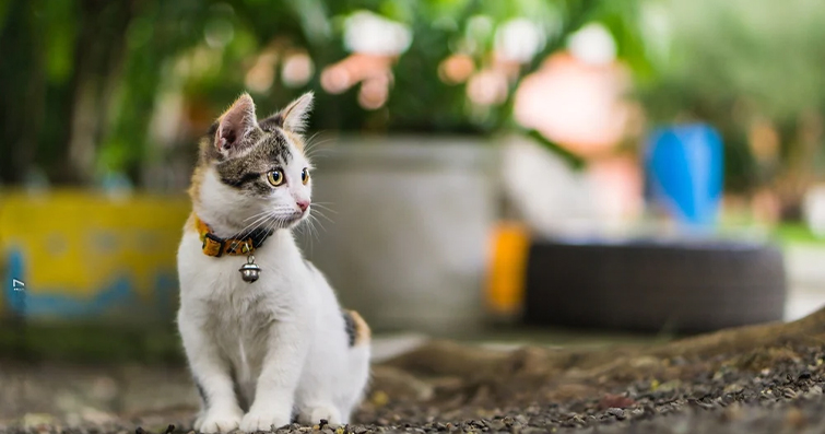 Kedilerin Yaşam Tarzına Uygun Tasma Seçimi: Güvenli ve Mutlu Bir Dolaşım İçin Rehber