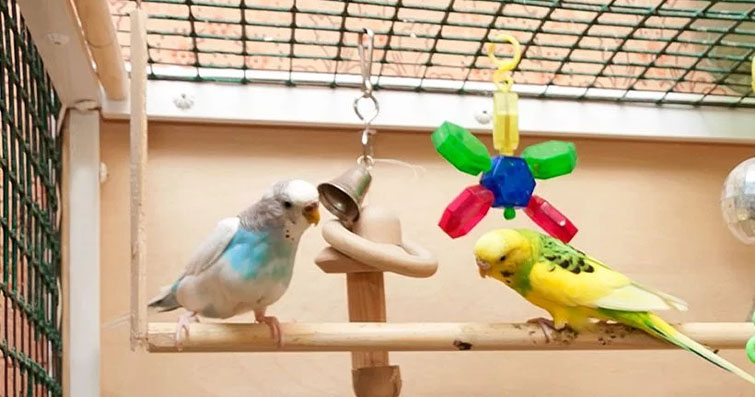 Kuşlar İçin Evde Doğal Oyun Parkurları